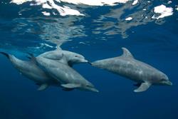 El Gouna - Red Sea. Dolphins.